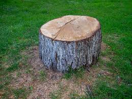 Best Tree Health Inspection  in Bassett, VA