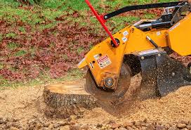 Best Fruit Tree Pruning  in Bassett, VA