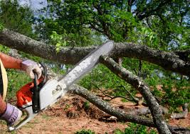 Best Tree Removal  in Bassett, VA