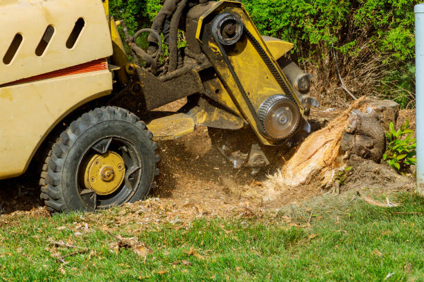 Best Tree Risk Assessment  in Bassett, VA