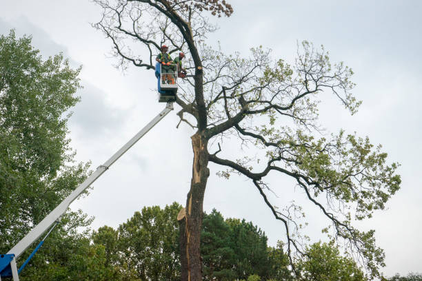 Best Root Management and Removal  in Bassett, VA