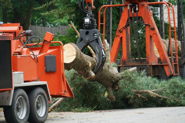 Leaf Removal in Bassett, VA