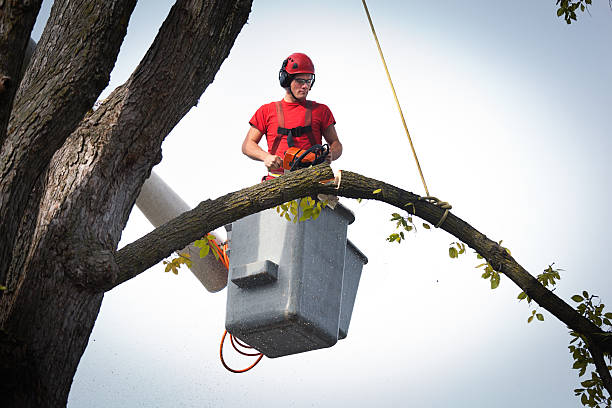  Bassett, VA Tree Services Pros