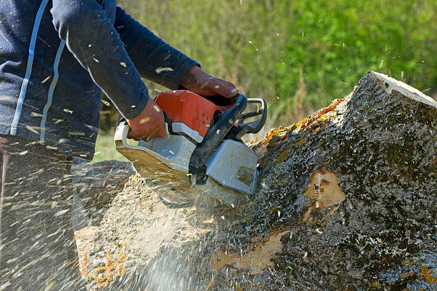 Best Tree Trimming and Pruning  in Bassett, VA