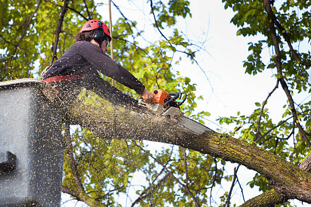Best Tree Preservation Services  in Bassett, VA