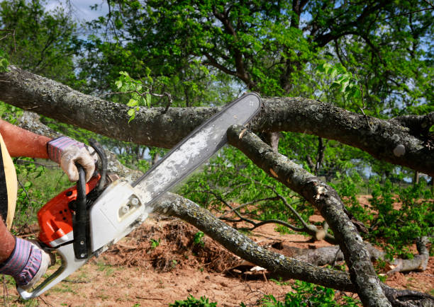 Best Lawn Renovation and Restoration  in Bassett, VA